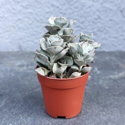 суккулент каланхое ромбовидно-волосистое, каланхое ромбовидно-волосистое D5 см, каланхое ромбовидно-волосистое Kalanchoe rhombopilosa, декоративное каланхое ромбовидно-волосистое, каланхое для кашпо, каланхое в пластиковом горшке, мини-суккулент каланхое ромбовидное 5 см, каланхое ромбовидное растение для интерьера, каланхое ромбовидное для декора, комнатное растение каланхое ромбовидное, каланхое ромбовидное 5 см горшок, декоративное каланхое ромбовидное, сукулент каланхое ромбовидно-волосисте, каланхое ромбовидно-волосисте D5 см, каланхое ромбовидно-волосисте Kalanchoe rhombopilosa, декоративне каланхое ромбовидно-волосисте, каланхое для кашпо, каланхое у пластиковому горщику, міні-сукулент каланхое ромбовидне 5 см, каланхое ромбовидне рослина для інтер’єру, каланхое ромбовидне для декору, кімнатна рослина каланхое ромбовидне, каланхое ромбовидне 5 см горщик, декоративне каланхое ромбовидне