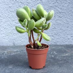 суккулент кошачьи лапки D5 см, котиледон войлочный D5 см, суккулент Cotyledon tomentosa D5 см, котиледон кошачьи лапки, декоративный суккулент D5 см, комнатное растение котиледон, котиледон войлочный растение, растение кошачьи лапки, котиледон с мягкими листьями, суккулент с мягкими листьями, котиледон для кашпо, Cotyledon tomentosa растение, сукулент котячі лапки D5 см, котиледон повстяний D5 см, сукулент Cotyledon tomentosa D5 см, котиледон котячі лапки, декоративний сукулент D5 см, кімнатна рослина котиледон, котиледон повстяний рослина, рослина котячі лапки, котиледон з м’якими листками, сукулент з м’якими листками, котиледон для кашпо, Cotyledon tomentosa рослина
