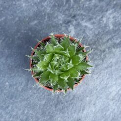 Суккулент Паутинистое алоэ (Aloe arachnoidea) D5 см, Суккулент Павутинисте алое (Aloe arachnoidea) D5 см, паутинистое алоэ для интерьера, алоэ паутинистое в горшке D5, декоративное алоэ паутинистое, алоэ arachnoidea миниатюрное, суккулент алоэ паутинистое с паутинкой, алоэ паутинистое компактное растение, алоэ паутинистое горшок D5 см, алоэ паутинистое для коллекции суккулентов, алоэ паутинистое для кашпо, мини алоэ паутинистое для дома, декоративное алоэ arachnoidea для декора, павутинисте алое для інтер'єру, алое павутинисте в горщику D5, декоративне алое павутинисте, алое arachnoidea мініатюрне, сукулент алое павутинисте з павутинкою, алое павутинисте компактна рослина, алое павутинисте горщик D5 см, алое павутинисте для колекції сукулентів, алое павутинисте для кашпо, міні алое павутинисте для дому, декоративне алое arachnoidea для декору