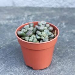 суккулент алоинопсис шунеса, алоинопсис шунеса D5 см, алоинопсис шунеса Aloinopsis Schooneesii, алоинопсис шунеса для кашпо, алоинопсис декоративное растение, алоинопсис в пластиковом горшке, мини-суккулент алоинопсис 5 см, алоинопсис шунеса растение для декора, алоинопсис шунеса для интерьера, алоинопсис шунеса домашнее растение, алоинопсис шунеса 5 см горшок, декоративный алоинопсис шунеса, сукулент алоинопсис шунеса, алоинопсис шунеса D5 см, алоинопсис шунеса Aloinopsis Schooneesii, алоинопсис шунеса для кашпо, алоинопсис декоративна рослина, алоинопсис у пластиковому горщику, міні-сукулент алоинопсис 5 см, алоинопсис шунеса рослина для декору, алоинопсис шунеса для інтер’єру, алоинопсис шунеса кімнатна рослина, алоинопсис шунеса 5 см горщик, декоративний алоинопсис шунеса