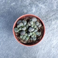 суккулент алоинопсис шунеса, алоинопсис шунеса D5 см, алоинопсис шунеса Aloinopsis Schooneesii, алоинопсис шунеса для кашпо, алоинопсис декоративное растение, алоинопсис в пластиковом горшке, мини-суккулент алоинопсис 5 см, алоинопсис шунеса растение для декора, алоинопсис шунеса для интерьера, алоинопсис шунеса домашнее растение, алоинопсис шунеса 5 см горшок, декоративный алоинопсис шунеса, сукулент алоинопсис шунеса, алоинопсис шунеса D5 см, алоинопсис шунеса Aloinopsis Schooneesii, алоинопсис шунеса для кашпо, алоинопсис декоративна рослина, алоинопсис у пластиковому горщику, міні-сукулент алоинопсис 5 см, алоинопсис шунеса рослина для декору, алоинопсис шунеса для інтер’єру, алоинопсис шунеса кімнатна рослина, алоинопсис шунеса 5 см горщик, декоративний алоинопсис шунеса