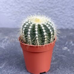 кактус эриокактус великолепный D5 см, эриокактус великолепный notocactus magnificus D5 см, суккулент эриокактус великолепный с белыми иголками, декоративный кактус эриокактус D5 см, эриокактус notocactus magnificus в горшке, мини кактус эриокактус для дома, суккулент с золотистыми иголками эриокактус, эриокактус великолепный для коллекционеров, кактус с белыми ребрами D5 см, эриокактус в пластиковом горшке D5 см, эриокактус великолепный комнатное растение, кактус D5 см эриокактус, кактус еріокактус чудовий D5 см, еріокактус чудовий notocactus magnificus D5 см, сукулент еріокактус чудовий з білими колючками, декоративний кактус еріокактус D5 см, еріокактус notocactus magnificus у горщику, міні кактус еріокактус для дому, сукулент із золотистими колючками еріокактус, еріокактус чудовий для колекціонерів, кактус з білими ребрами D5 см, еріокактус у пластиковому горщику D5 см, еріокактус чудовий кімнатна рослина, кактус D5 см еріокактус