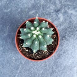 ферокактус безостый суккулент D5 см, кактус Ferocactus inermis, суккулент кактус без колючек, декоративный ферокактус для интерьера, ферокактус в горшке D5 см, кактус Ferocactus inermis для коллекции, редкий ферокактус без колючек, компактный кактус Ferocactus inermis, красивый ферокактус для дома, маленький кактус в горшке, мини-кактус Ferocactus inermis, колючий ферокактус D5 см, ферокактус безостий сукулент D5 см, кактус Ferocactus inermis, сукулент кактус без колючок, декоративний ферокактус для інтер'єру, ферокактус у горщику D5 см, кактус Ferocactus inermis для колекції, рідкісний ферокактус без колючок, компактний кактус Ferocactus inermis, красивий ферокактус для дому, маленький кактус у горщику, міні-кактус Ferocactus inermis