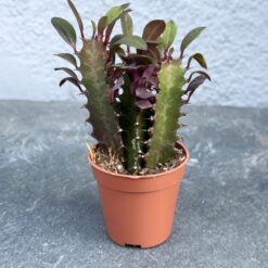 молочай треугольный суккулент, Euphorbia trigona растение, молочай трикутний сукулент, молочай треугольный с красными листьями D5 см, Euphorbia trigona D5 см, суккулент треугольный молочай, декоративный молочай Euphorbia trigona, молочай трикутний з червоними листками, молочай треугольный оригинальный сорт, суккулент Euphorbia trigona в горшке, молочай треугольный для коллекции, Euphorbia trigona декоративный сорт, молочай трикутний сукулент, Euphorbia trigona рослина, молочай трикутний сукулент, молочай трикутний з червоними листками D5 см, Euphorbia trigona D5 см, сукулент трикутний молочай, декоративний молочай Euphorbia trigona, молочай трикутний з червоними листками, молочай трикутний оригінальний сорт, сукулент Euphorbia trigona у горщику, молочай трикутний для колекції, Euphorbia trigona декоративний сорт