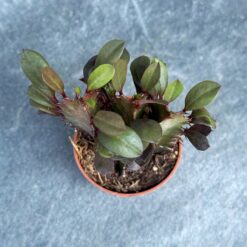 молочай треугольный суккулент, Euphorbia trigona растение, молочай трикутний сукулент, молочай треугольный с красными листьями D5 см, Euphorbia trigona D5 см, суккулент треугольный молочай, декоративный молочай Euphorbia trigona, молочай трикутний з червоними листками, молочай треугольный оригинальный сорт, суккулент Euphorbia trigona в горшке, молочай треугольный для коллекции, Euphorbia trigona декоративный сорт, молочай трикутний сукулент, Euphorbia trigona рослина, молочай трикутний сукулент, молочай трикутний з червоними листками D5 см, Euphorbia trigona D5 см, сукулент трикутний молочай, декоративний молочай Euphorbia trigona, молочай трикутний з червоними листками, молочай трикутний оригінальний сорт, сукулент Euphorbia trigona у горщику, молочай трикутний для колекції, Euphorbia trigona декоративний сорт