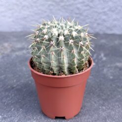 суккулент нотокактус буининга, нотокактус буининга D5 см, нотокактус buningii D5 см, нотокактус буининга растение, декоративный кактус нотокактус, нотокактус буининга в горшке, нотокактус суккулент, нотокактус буининга для коллекции, кактус нотокактус буининга, суккулент нотокактус buningii, нотокактус буининга кактус растение, нотокактус буининга уход, сукулент нотокактус буїнінга, нотокактус буїнінга D5 см, нотокактус buningii D5 см, нотокактус буїнінга рослина, декоративний кактус нотокактус, нотокактус буїнінга у горщику, нотокактус сукулент, нотокактус буїнінга для колекції, кактус нотокактус буїнінга, сукулент нотокактус buningii, нотокактус буїнінга кактус рослина, нотокактус буїнінга догляд