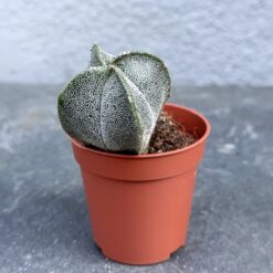 астрофитум крапчатый суккулент в горшке D5, суккулент Astrophytum myriostigma оригинальный D5 см, растение астрофитум крапчатый мини D5, астрофитум крапчатый с белыми точками D5 см, суккулент астрофитум без шипов D5 см, астрофитум крапчатый домашнее растение D5, Astrophytum myriostigma декоративное растение D5 см, астрофитум myriostigma необычный суккулент D5, крапчатый астрофитум компактный D5 см, суккулент астрофитум крапчатый редкий D5 см, растение астрофитум myriostigma для дома D5, астрофитум крапчатый уход в горшке D5, астрофітум крапчастий сукулент у горщику D5, сукулент Astrophytum myriostigma оригінальний D5 см, рослина астрофітум крапчастий міні D5, астрофітум крапчастий з білими точками D5 см, сукулент астрофітум без колючок D5 см, астрофітум крапчастий домашня рослина D5, Astrophytum myriostigma декоративна рослина D5 см, астрофітум myriostigma незвичайний сукулент D5, крапчастий астрофітум компактний D5 см, сукулент астрофітум крапчастий рідкісний D5 см, рослина астрофітум myriostigma для дому D5, астрофітум крапчастий догляд у горщику D5