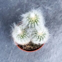 суккулент еспоста шерстистая, еспоста шерстистая D5 см, еспоста шерстистая Espostoa lanata, шерстистая еспоста для кашпо, декоративное растение еспоста, еспоста шерстистая в пластиковом горшке, мини-суккулент еспоста 5 см, еспоста шерстистая растение для декора, еспоста шерстистая для интерьера, еспоста шерстистая домашнее растение, еспоста шерстистая 5 см горшок, декоративная еспоста шерстистая, сукулент еспоста шерстиста, еспоста шерстиста D5 см, еспоста шерстиста Espostoa lanata, шерстиста еспоста для кашпо, декоративна рослина еспоста, еспоста шерстиста у пластиковому горщику, міні-сукулент еспоста 5 см, еспоста шерстиста рослина для декору, еспоста шерстиста для інтер’єру, еспоста шерстиста кімнатна рослина, еспоста шерстиста 5 см горщик, декоративна еспоста шерстиста