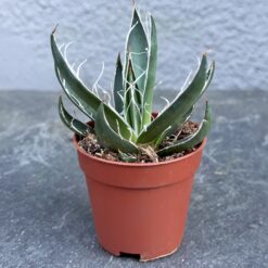 агава нитеносная суккулент, агавы для дома, агавы нитеносные комнатные растения, суккулент Agave filifera, агава нитеносная для интерьера, агава нитеносная мини, суккулент агава нитеносная D5, нитеносная агава для коллекции, агава нитеносная растение, декоративное растение агава, агава нитеносная уход, агава нитеносная в горшке, агава нитконосна сукулент, агави для дому, агави нитконосні кімнатні рослини, сукулент Agave filifera, агава нитконосна для інтер'єру, агава нитконосна міні, сукулент агава нитконосна D5, нитконосна агава для колекції, агава нитконосна рослина, декоративна рослина агава, агава нитконосна догляд, агава нитконосна в горщику