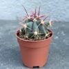 ферокактус прямоколючковый суккулент D5 см, кактус Ferocactus rectispinus D5 см, ферокактус D5 см с прямыми колючками, суккулент с красными иголками, ферокактус прямоколючковый маленький горшок, кактус Ferocactus с длинными иглами, декоративный ферокактус прямоколючковый, кактус для коллекции суккулентов, колючий кактус маленький горшок, кактус прямоколючковый компактный, редкий суккулент ферокактус, Ferocactus rectispinus редкий вид, ферокактус прямоколючковий сукулент D5 см, кактус Ferocactus rectispinus D5 см, ферокактус D5 см з прямими колючками, сукулент з червоними голками, ферокактус прямоколючковий маленький горщик, кактус Ferocactus з довгими голками, декоративний ферокактус прямоколючковий, кактус для колекції сукулентів, колючий кактус маленький горщик, кактус прямоколючковий компактний, рідкісний сукулент ферокактус, Ferocactus rectispinus рідкісний вид