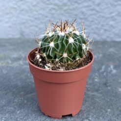 Сукулент Эхинофоссулокактус многореберный (Echinofossulocactus multicostatus) D5 см, Суккулент Эхинофоссулокактус в горшке D5 см, Эхинофоссулокактус декоративный кактус D5 см, Эхинофоссулокактус многореберный оригинальный сорт D5 см, Эхинофоссулокактус кактус с белыми иголками D5 см, Эхинофоссулокактус растение для коллекции D5 см, Эхинофоссулокактус кактус декоративный суккулент D5 см, кактус Эхинофоссулокактус многореберный комнатное растение, Эхинофоссулокактус кактус D5 см в горшке, многореберный Эхинофоссулокактус растение суккулент, Эхинофоссулокактус с оригинальными ребрами D5 см, Эхинофоссулокактус в коллекцию кактусов D5 см, Сукулент Ехінофосусулокактус багатореберний (Echinofossulocactus multicostatus) D5 см, Сукулент Ехінофосусулокактус у горщику D5 см, Ехінофосусулокактус декоративний кактус D5 см, Ехінофосусулокактус багатореберний оригінальний сорт D5 см, Ехінофосусулокактус кактус із білими голками D5 см, Ехінофосусулокактус рослина для колекції D5 см, Ехінофосусулокактус кактус декоративний сукулент D5 см, кактус Ехінофосусулокактус багатореберний кімнатна рослина, Ехінофосусулокактус кактус D5 см у горщику, багатореберний Ехінофосусулокактус рослина сукулент, Ехінофосусулокактус з оригінальними ребрами D5 см, Ехінофосусулокактус у колекцію кактусів D5 см