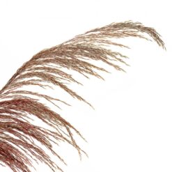 Очерет бордовий стабілізований