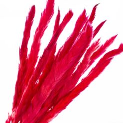 Пампасна трава Малинова