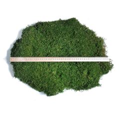 мох плоский стабилизированный, стабилизированный мох для декора, натуральный мох для интерьера, мох для фитостены, декоративный мох 1 кг, мох для панно, мох для вертикального озеленения, мох для флористики, мох для стен, мох для дизайна интерьера, мох для офиса, мох для ресторана, мох для дома, мох для декора стен, мох для фитодизайна, мох плоский стабілізований, стабілізований мох для декору, натуральний мох для інтер'єру, мох для фітостіни, декоративний мох 1 кг, мох для панно, мох для вертикального озеленення, мох для флористики, мох для стін, мох для дизайну інтер'єру, мох для офісу, мох для ресторану, мох для дому, мох для декору стін, мох для фітодизайну