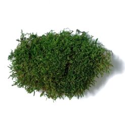 декоративний мох 0,5 кг, мох плоский стабилизированный, стабилизированный мох для декора, натуральный мох для интерьера, мох для фитостены, декоративный мох 1 кг, мох для панно, мох для вертикального озеленения, мох для флористики, мох для стен, мох для дизайна интерьера, мох для офиса, мох для ресторана, мох для дома, мох для декора стен, мох для фитодизайна, мох плоский стабілізований, стабілізований мох для декору, натуральний мох для інтер'єру, мох для фітостіни, декоративний мох 1 кг, мох для панно, мох для вертикального озеленення, мох для флористики, мох для стін, мох для дизайну інтер'єру, мох для офісу, мох для ресторану, мох для дому, мох для декору стін, мох для фітодизайну