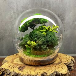 моссариум дверь в лес, моссариум с подсветкой, сказочный моссариум с дверью, интерьерный моссариум с мхом, моссариум с домиком и подсветкой, декоративный моссариум, стеклянный моссариум с деревьями, лесной моссариум с подсветкой, моссариум в стеклянной колбе, мини-сад в моссариуме, моссариум D18 см с подсветкой, моссариум для интерьера, мосаріум двері у ліс, мосаріум з підсвіткою, казковий мосаріум з дверцятком, інтер’єрний мосаріум з мохом, мосаріум з будиночком та підсвіткою, декоративний мосаріум, скляний мосаріум з деревами, лісовий мосаріум з підсвіткою, мосаріум у скляній колбі, міні-сад у мосаріумі, мосаріум D18 см з підсвіткою, мосаріум для інтер’єру