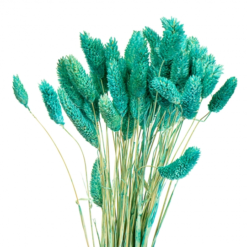 Фаляріс бірюзовий стабілізований