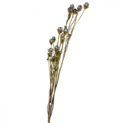 Сухоцвіт синій флористичний