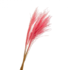 Сухоцвіт Ковила рожева