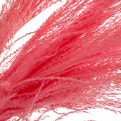 ковыль розовый стабилизированный, стабилизированный ковыль розовый 8213-045, розовый ковыль сухоцвет, стабилизированный ковыль для декора, розовый ковыль для интерьера, стабилизированные цветы ковыль розовый, розовый стабилизированный ковыль для композиций, ковыль розовый сухоцвет для декора, розовый стабилизированный ковыль для флористики, декор из ковыля розового цвета, ковыль розовый стабилизированный купить, стабилизированный ковыль розовый для букетов, ковила рожева стабілізована, стабілізована ковила рожева 8213-045, рожева ковила сухоцвіт, стабілізована ковила для декору, рожева ковила для інтер'єру, стабілізовані квіти ковила рожева, рожева стабілізована ковила для композицій, ковила рожева сухоцвіт для декору, рожева стабілізована ковила для флористики, декор з ковили рожевого кольору, ковила рожева стабілізована купити, стабілізована ковила рожева для букетів