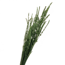 лаванда зелёная стабилизированная, стабилизированная лаванда зелёная 8213-036, зелёная лаванда для декора, сухоцвет лаванда зелёная, стабилизированная лаванда для флористики, зелёная лаванда для интерьера, декор с лавандой зелёного цвета, сухоцвет лаванда зелёного оттенка, стабилизированные цветы лаванда зелёная, зелёная лаванда для букетов, стабилизированная зелёная лаванда для композиции, зелёная стабилизированная лаванда лаванда зелена стабілізована, стабілізована лаванда зелена 8213-036, зелена лаванда для декору, сухоцвіт лаванда зелена, стабілізована лаванда для флористики, зелена лаванда для інтер'єру, декор з лавандою зеленого кольору, сухоцвіт лаванда зеленого відтінку, стабілізовані квіти лаванда зелена, зелена лаванда для букетів, стабілізована зелена лаванда для композиції, зелена стабілізована лаванда