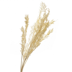 самшит бежевый стабилизированный, стабилизированный самшит беж 8213-025, бежевый сухоцвет самшит, стабилизированный самшит для декора, бежевый самшит для интерьера, стабилизированные цветы самшит беж, самшит бежевый для композиций, самшит бежевый сухоцвет для декора, стабилизированный самшит для флористики, декор из самшита бежевого цвета, самшит стабилизированный для букетов, самшит для интерьера, самшит беж стабілізований, стабілізований самшит беж 8213-025, бежевий сухоцвіт самшит, стабілізований самшит для декору, бежевий самшит для інтер'єру, стабілізовані квіти самшит беж, самшит беж для композицій, самшит беж сухоцвіт для декору, стабілізований самшит для флористики, декор з самшита бежевого кольору, самшит стабілізований для букетів