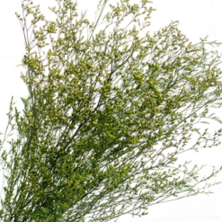 Декоративна гілка зелена