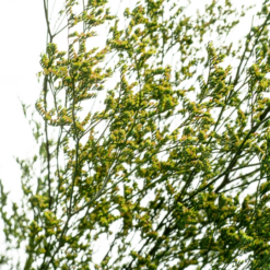 Декоративна гілка зелена