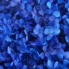 стабилизированная гортензия синяя, цветок для декора, стабилизированные цветы синие, гортензия стабилизированная 100 гр, синяя гортензия флористика, цветы для композиций, стабилизированные лепестки гортензии, декор синий цветок, стабилизированная гортензия коробка, сухоцветы для декора, гортензия для декора интерьера, флористические стабилизированные цветы, стабілізована гортензія синя, квітка для декору, стабілізовані квіти сині, гортензія стабілізована 100 гр, синя гортензія флористика, квіти для композицій, стабілізовані пелюстки гортензії, декор синій квітка, стабілізована гортензія коробка, сухоцвіти для декору, гортензія для декору інтер'єру, флористичні стабілізовані квіти