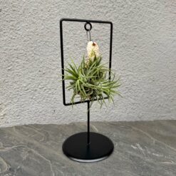 Підвісна Тілландсія на підставкою