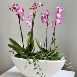 Квіткова композиція з орхідеями Симфонія