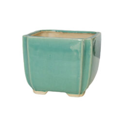 Бірюзова Квадратна бонсайница