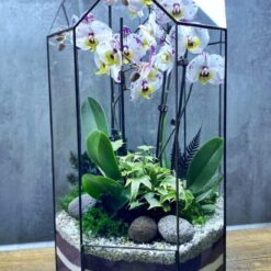 Флораріум з орхідеєю в куполі