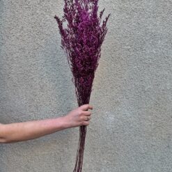 Стабілізований Лимоніум рожевий