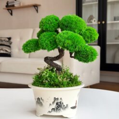 Стабілізований бонсай Чистий розум