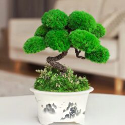 Стабілізований бонсай Чистий розум