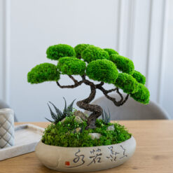 Стабілізований бонсай «Самурай»