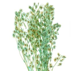 Лунарія бірюза стабілізована