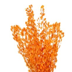 Лунарія помаранчева стабілізована