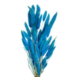 Лагурус блакитний стабілізований