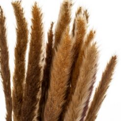 Пампасна трава Коричнева
