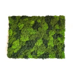 Фітомодуль зі стабілізованого моху мікс