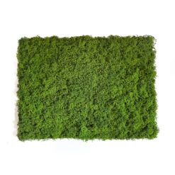 Панно зі стабілізованого моху Зелене