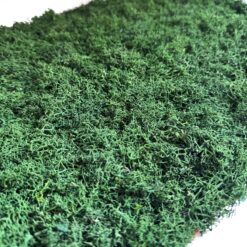 Фітостіна зі стабілізованого моху Темно-зелене