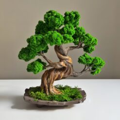 Бонсай зі стабілізованих рослин