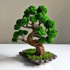 Бонсай зі стабілізованих рослин