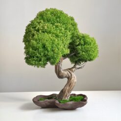 Бонсай зі стабілізованих рослин