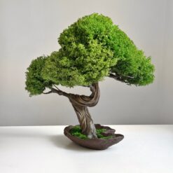 Бонсай зі стабілізованих рослин