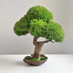 Бонсай зі стабілізованих рослин