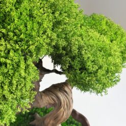 Бонсай зі стабілізованих рослин